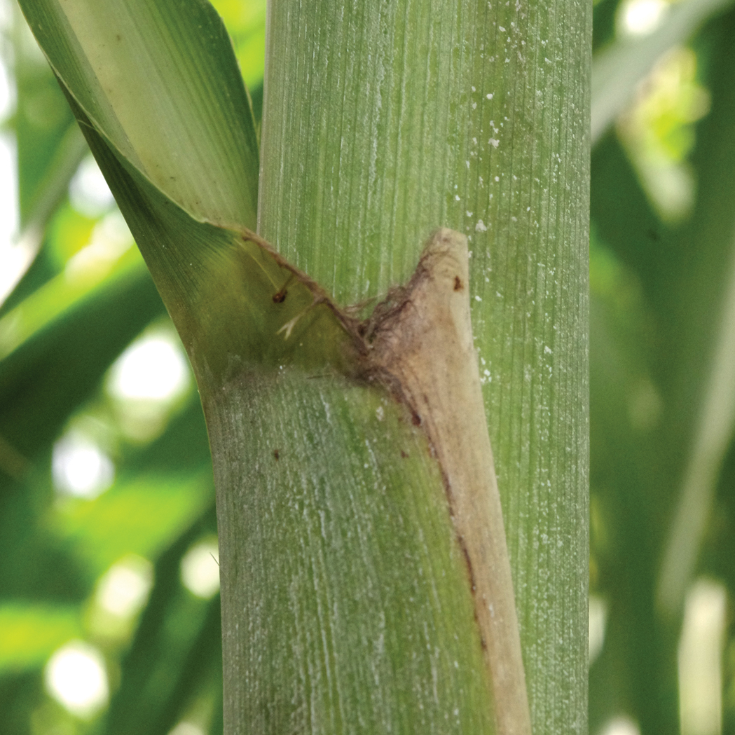 Auricle – Slight to moderate in length; necrotic with obvious points; small tufts of hairs may be seen between the auricle and leaf collar.